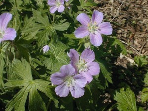 Wild Geranium