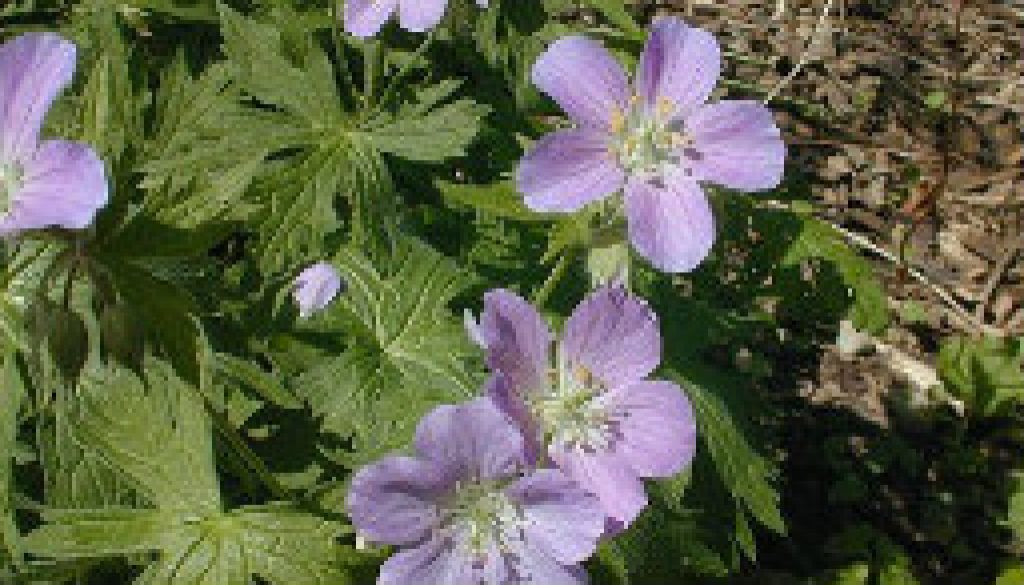 Wild Geranium featured