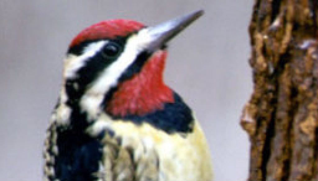 Yellow Bellied Sapsucker featured