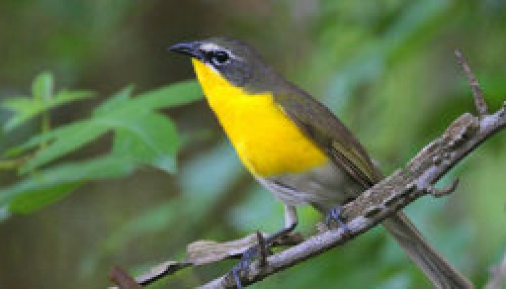 Yellow Breasted Chat (Warbler) featured