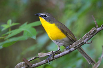 Yellow Breasted Chat (Warbler)