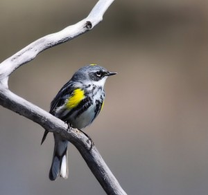 Yellow-Rumped Warbler