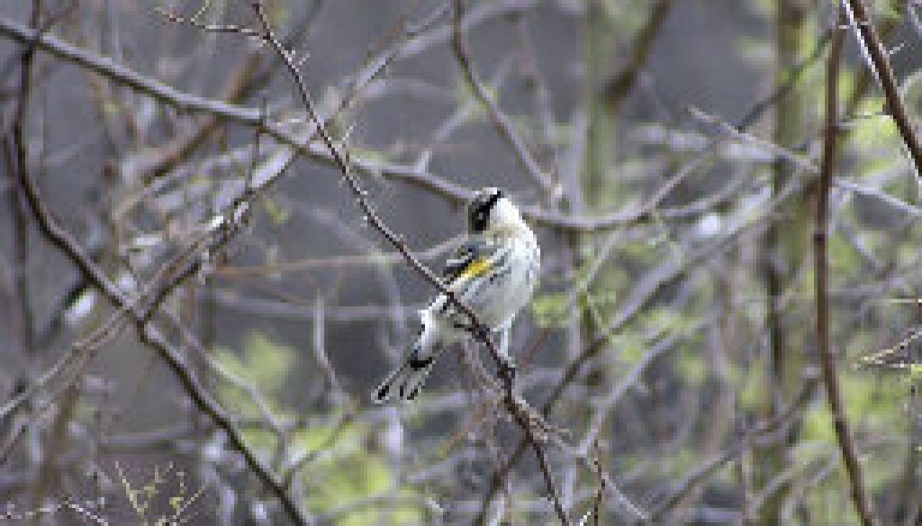 Yellow Rumped warbler coming through featured