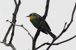 Yellow Throated Warbler