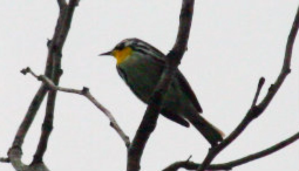 Yellow Throated Warbler featured Yellow Throated Warbler featured