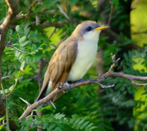 Yellow billed Cuckoo