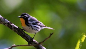 Yellowthroat Warbler