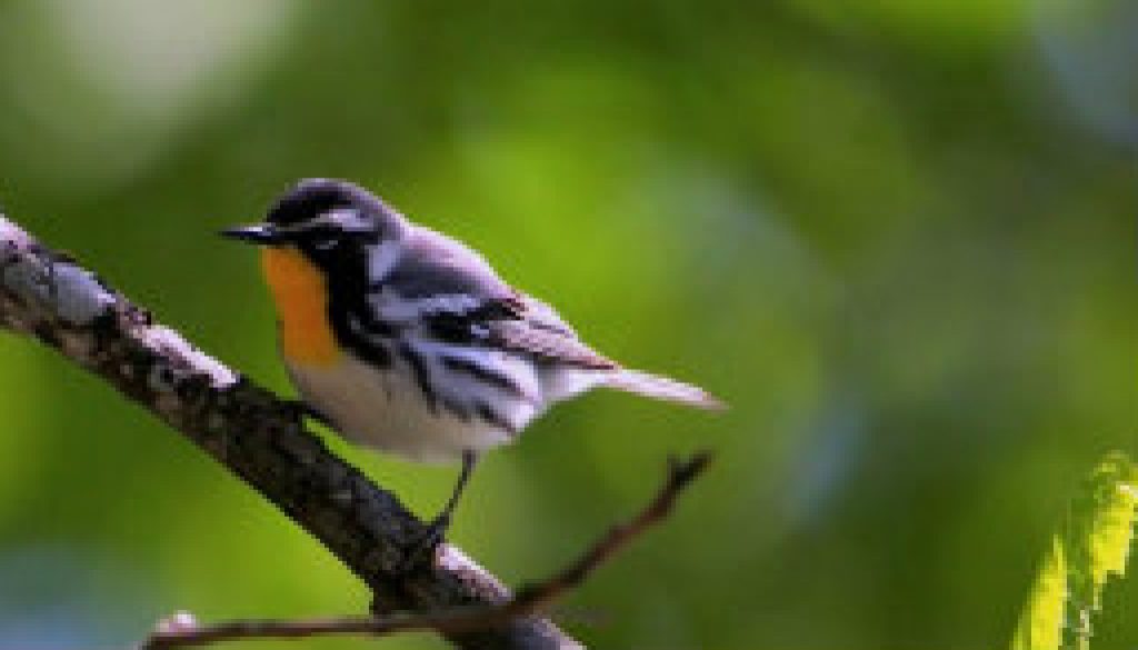 Yellowthroat Warbler featured