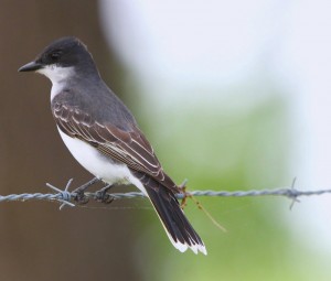 eastern kingbird