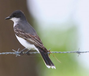 eastern kingbird