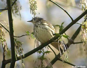 louisiana_waterthrush