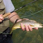 Missouri brown trout