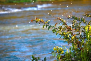 mayfly hatch in october