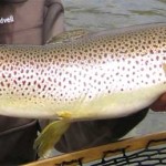 28inch Brown Trout caught a the Falls1