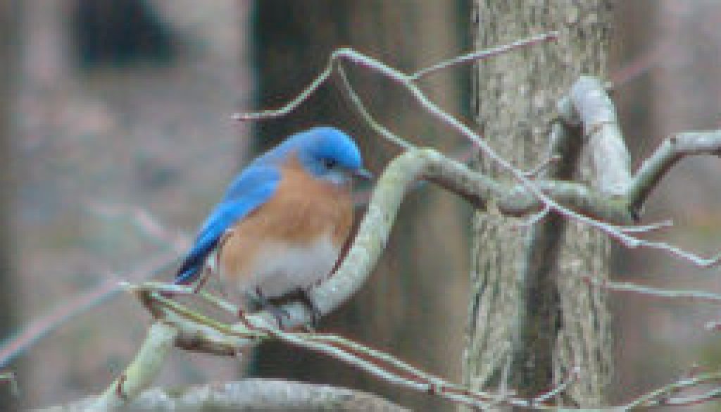 A few Bluebird shots from mid-April 2009 featured