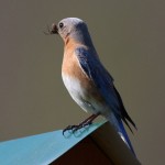 Eastern Bluebird (female)