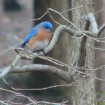 Eastern Bluebird