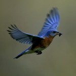 Eastern Bluebird (male)