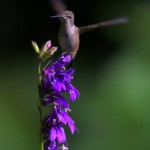 A few more Hummers in Saturday's early sunlight