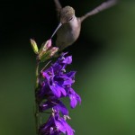 A few more Hummers in Saturday's early sunlight