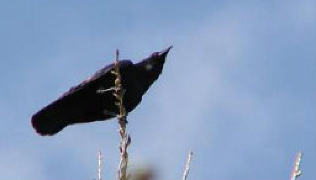 American Crow featured