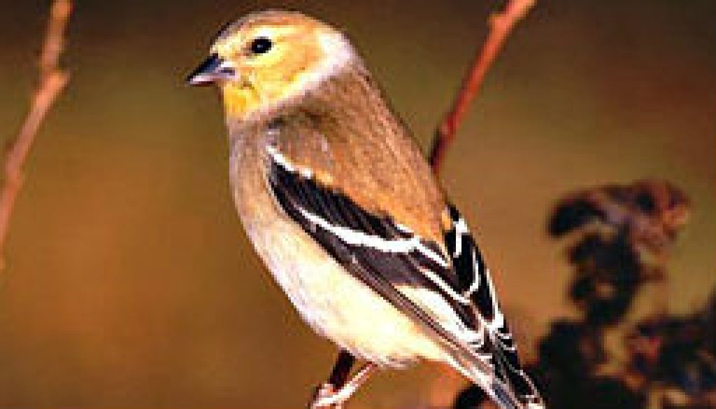 American Goldfinch featured