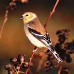 American Goldfinch