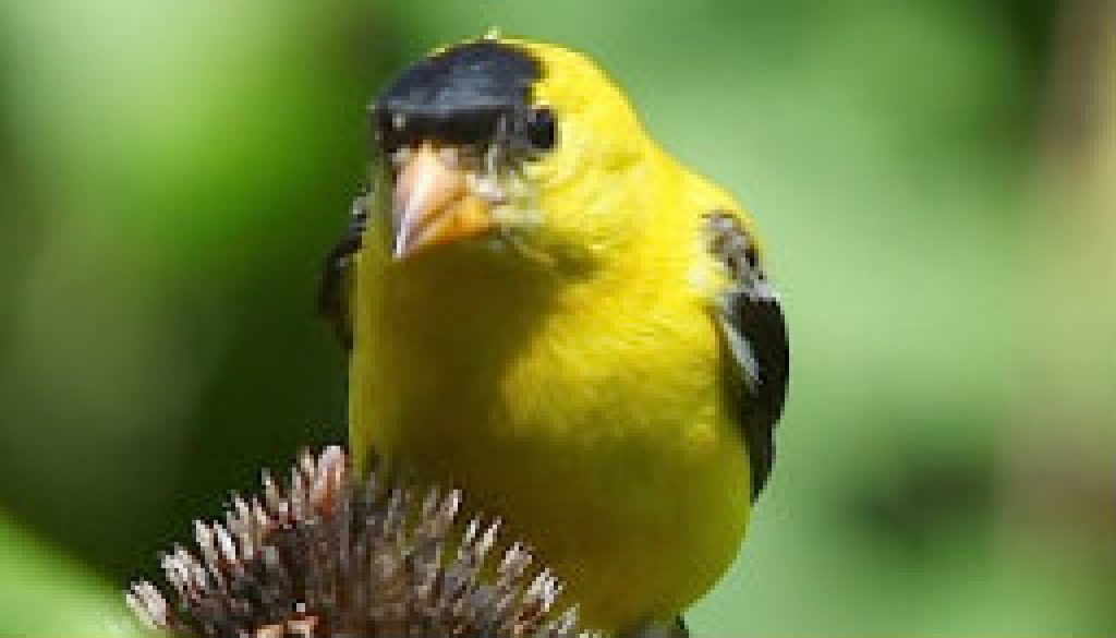 American Goldfinches foraging on Coneflower heads featured