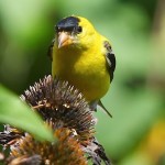 American Goldfinches foraging on Coneflower heads