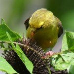 American Goldfinches foraging on Coneflower heads