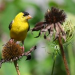 American Goldfinches foraging on Coneflower heads