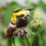 American Goldfinches foraging on Coneflower heads