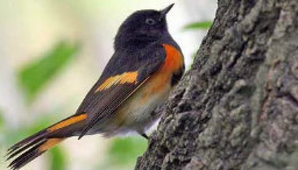 American Redstart - a ROLF resident featured