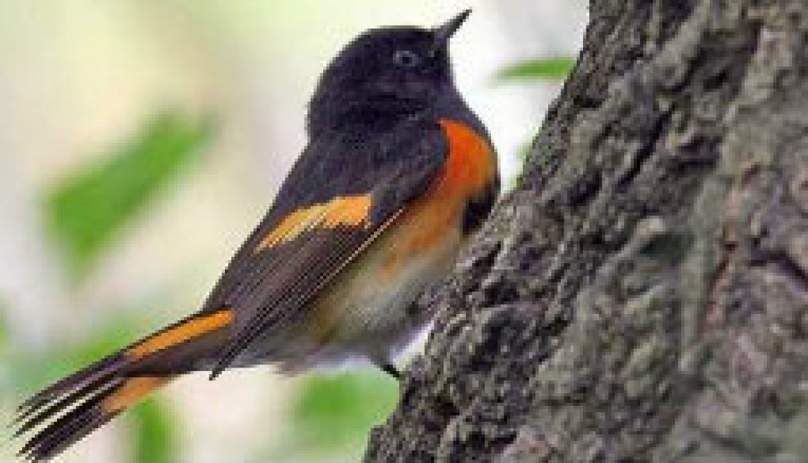 American Redstart - a ROLF resident featured