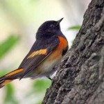 American Redstart - a ROLF resident