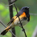 American Redstart - a ROLF resident