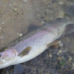 An evening walk to catch a wild trout