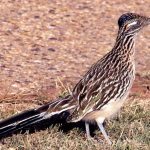 Armadillos and Roadrunners