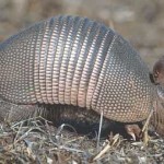 Armadillos and Roadrunners