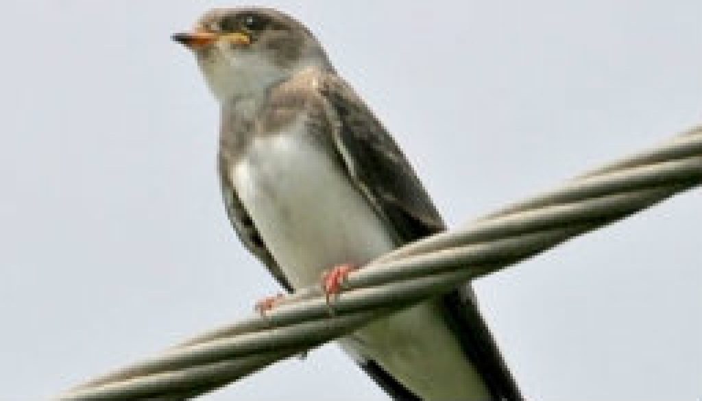 Bank swallow featured