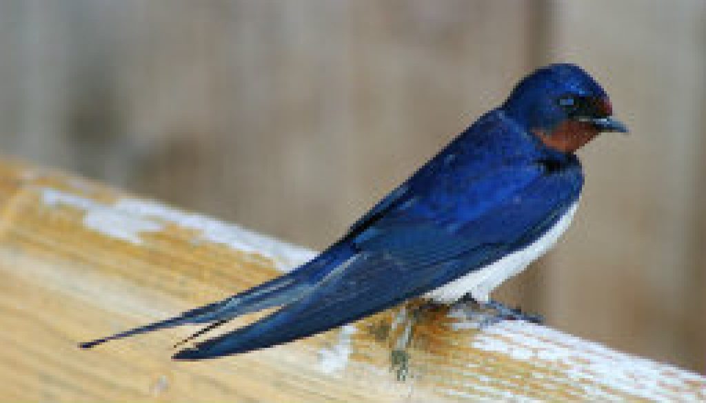 Barn Swallow featured