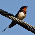 Barn Swallow