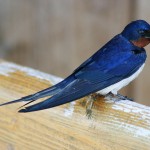 Barn Swallow