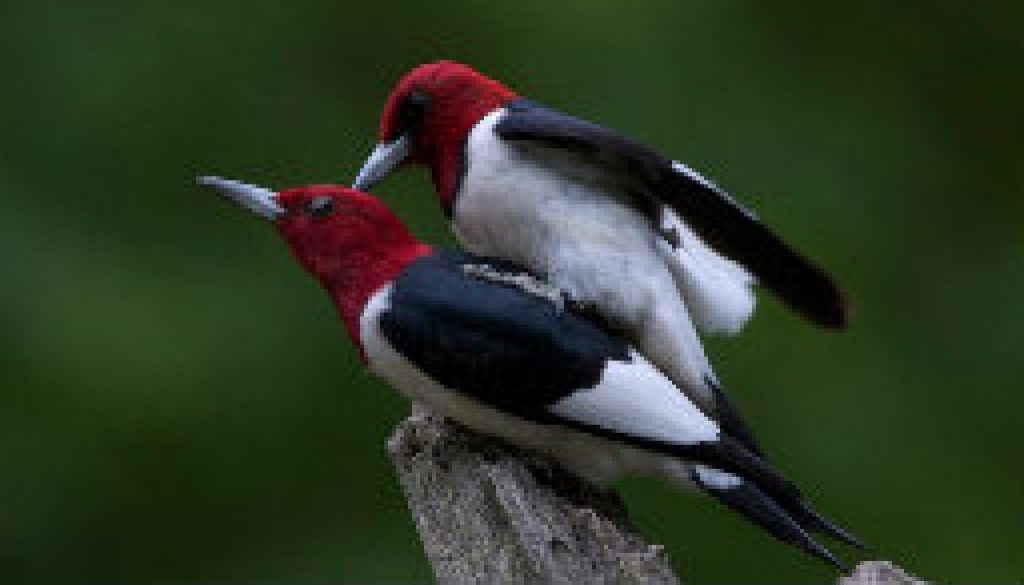 Beautiful mated pair of Redheaded woodpeckers featured