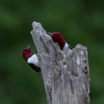 Beautiful mated pair of Redheaded woodpeckers