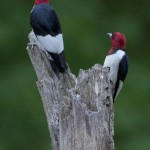 Beautiful mated pair of Redheaded woodpeckers