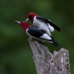 Beautiful mated pair of Redheaded woodpeckers