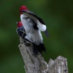 Beautiful mated pair of Redheaded woodpeckers