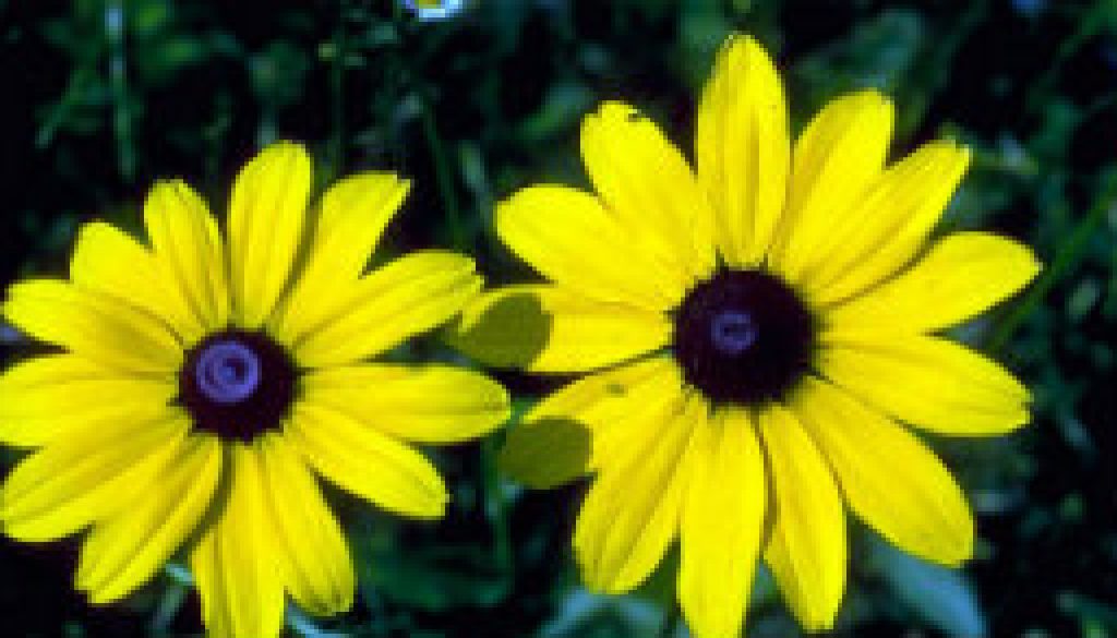 Black-Eyed Susans featured