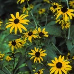 Black-Eyed Susans